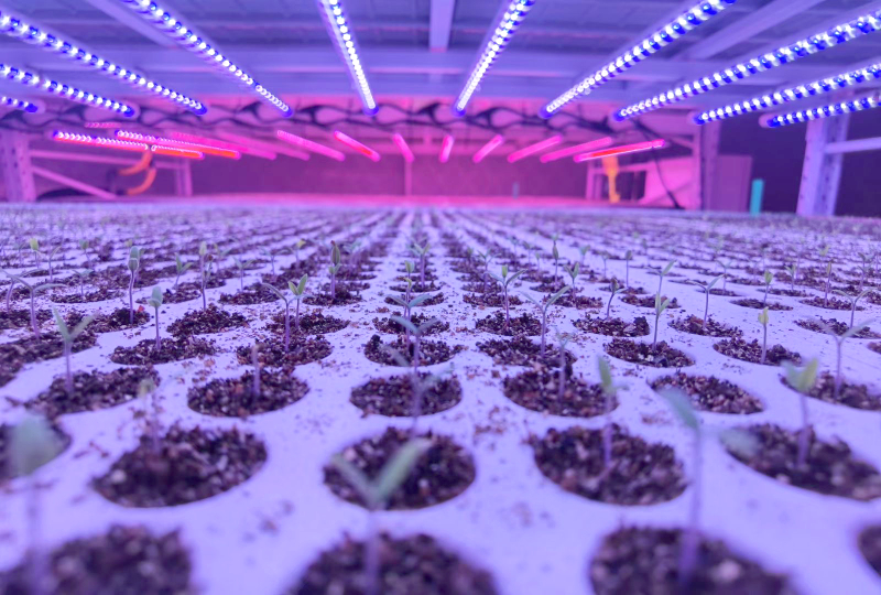 喜報,上海三思,斬獲三項行業大獎,引領,LED,數智農業,創新潮流?